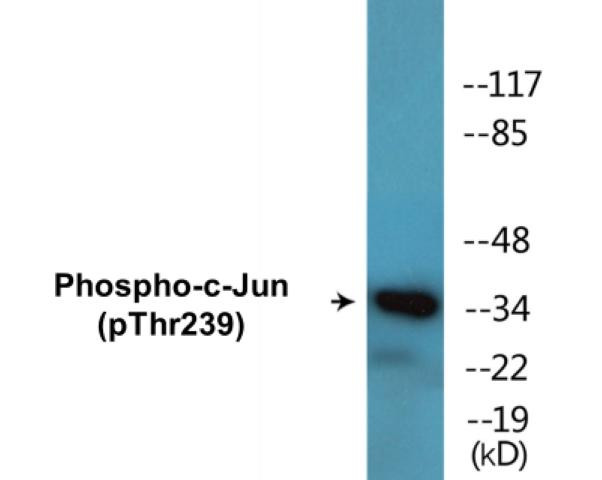 c-Jun (Phospho-Thr239)Colorimetric Cell-Based ELISA Kit (CBCAB01554)