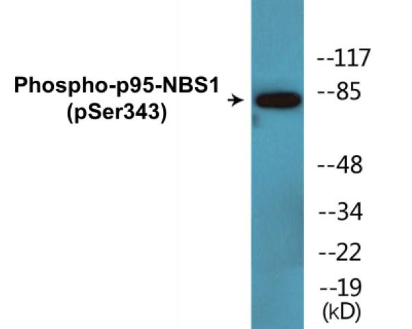 p95-NBS1 (Phospho-Ser343)Colorimetric Cell-Based ELISA Kit (CBCAB01572)