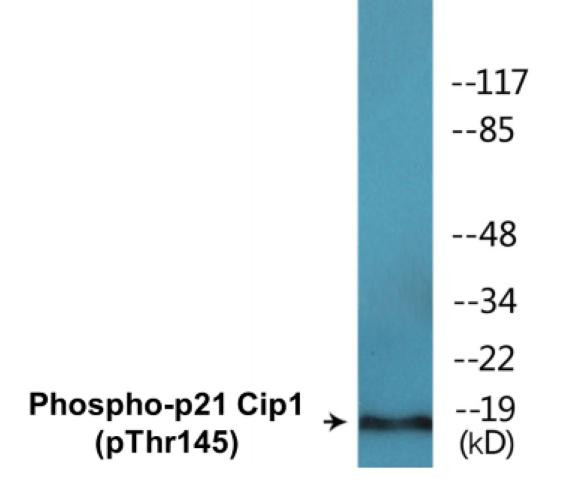 p21 Cip1 (Phospho-Thr145)Colorimetric Cell-Based ELISA Kit (CBCAB01583)