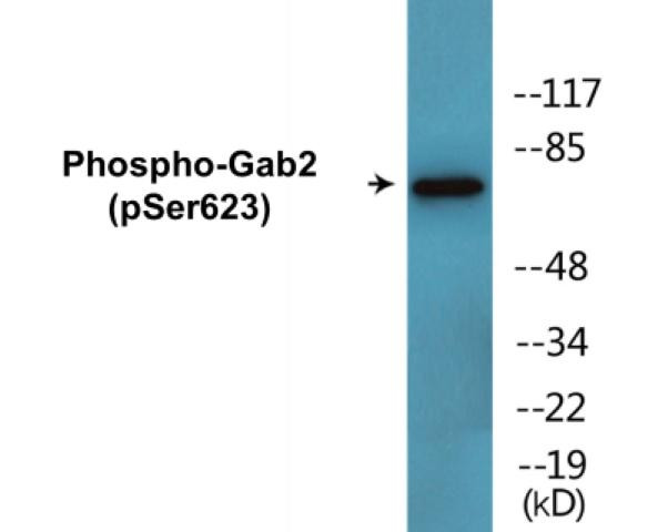 Gab2 (Phospho-Ser623)Colorimetric Cell-Based ELISA Kit (CBCAB01680)
