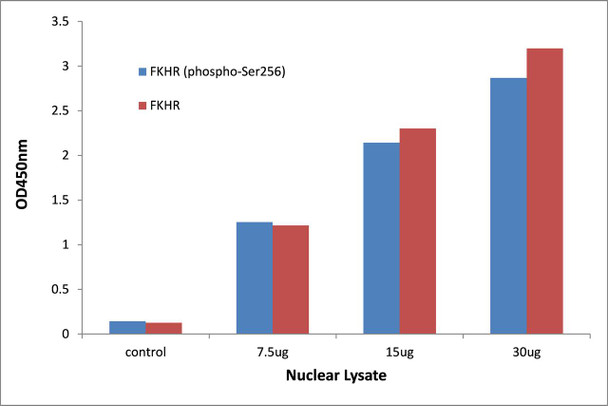 FOXO1 (Phospho-Ser256)Transcription Factor Activity Assay (TFAB00026)