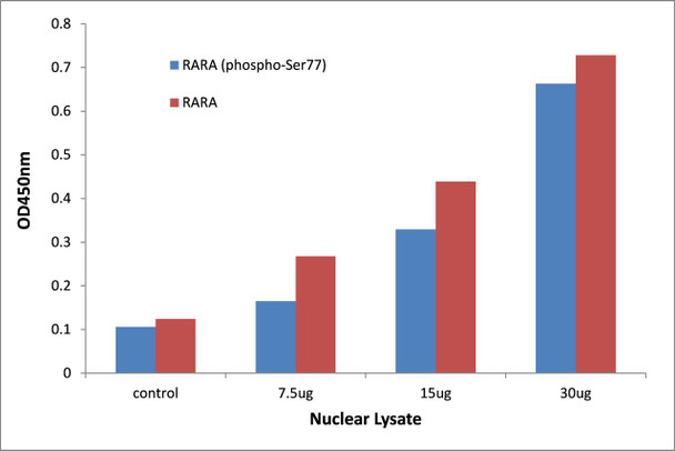 Retinoic Acid Receptor alpha (Phospho-Ser77)Transcription Factor Activity Assay (TFAB00048)