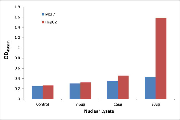 p53 (Phospho-Ser20)Transcription Factor Activity Assay (TFAB00067)