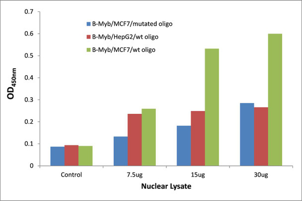B-Myb Transcription Factor Activity Assay (TFAB00072)