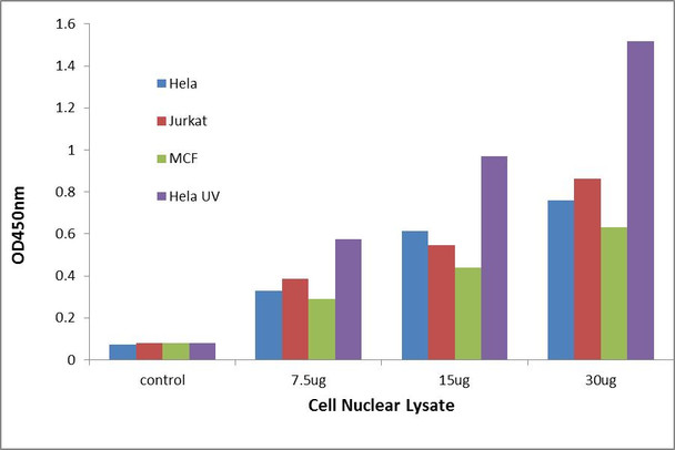 Estrogen Receptor-beta Transcription Factor Activity Assay (TFAB00093)