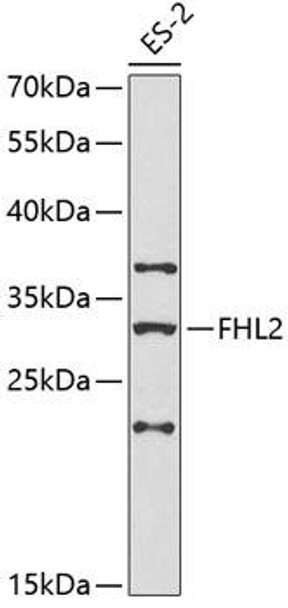 Anti-FHL2 Antibody (CAB1907)