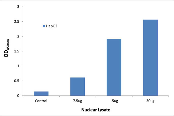 NF-kappaB p105/p50 Transcription Factor Activity Assay (TFAB00140)