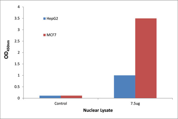 p53 Transcription Factor Activity Assay (TFAB00146)