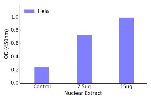 POU4F1 Transcription Factor Activity Assay (TFAB00151)