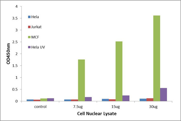 Estrogen Receptor-alpha Transcription Factor Activity Assay (TFAB00179)