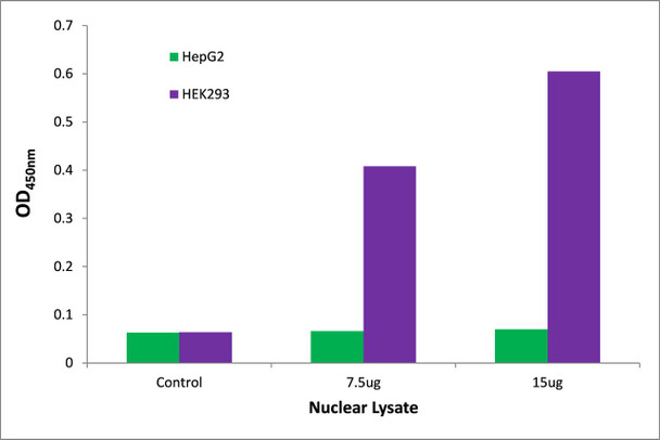 NRL Transcription Factor Activity Assay (TFAB00208)