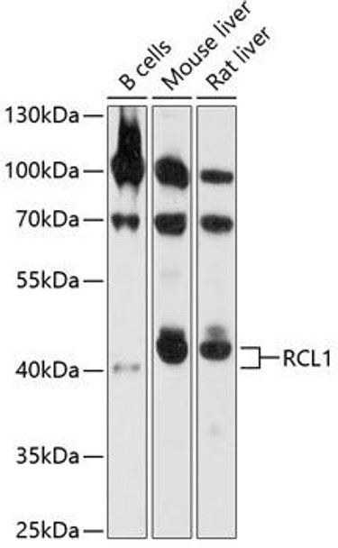 Anti-RCL1 Antibody (CAB4382)