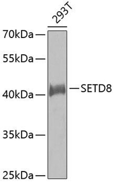 Anti-SETD8 Antibody (CAB5256)