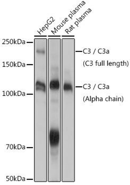 Anti-C3 / C3a Antibody (CAB6879)