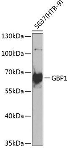 Anti-GBP1 Antibody (CAB6911)