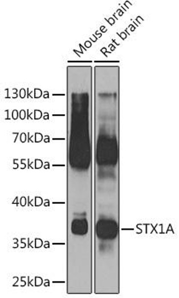 Anti-STX1A Antibody (CAB7931)