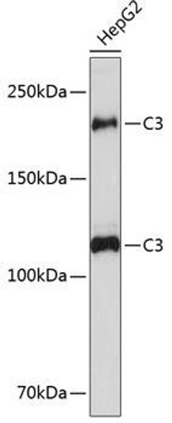 Anti-C3 Antibody (CAB11196)