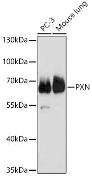 Anti-PXN Antibody (CAB18181)