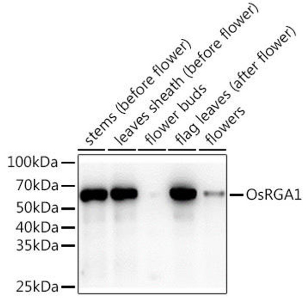Anti-OsRGA1 Antibody (CAB20326)