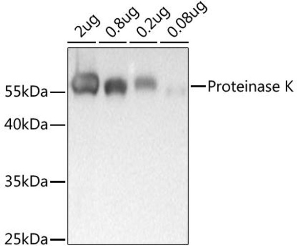 Anti-Proteinase K Antibody (CAB20453)