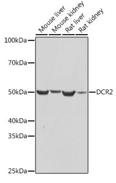 Anti-DCR2 Antibody (CAB3581)