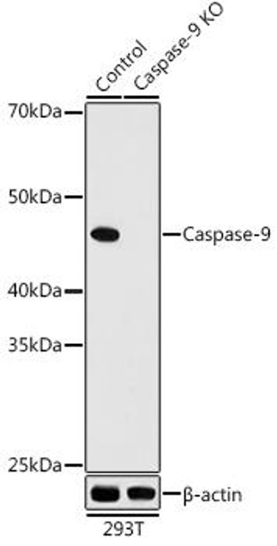 Anti-Caspase-9 Antibody (CAB4919)
