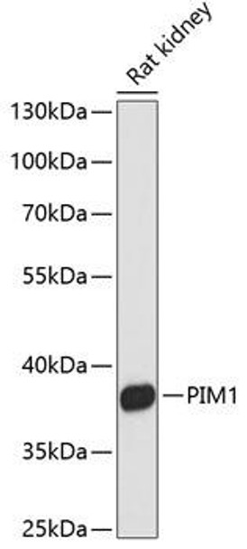 Anti-PIM1 Antibody (CAB0175)