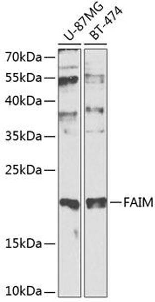 Anti-FAIM Antibody (CAB0679)