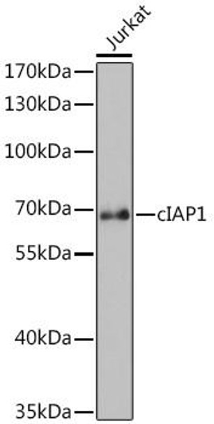 Anti-cIAP1 Antibody (CAB0985)