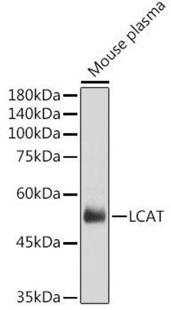 Anti-LCAT Antibody (CAB11745)