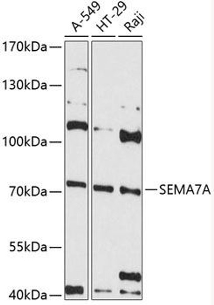 Anti-SEMA7A Antibody (CAB12039)