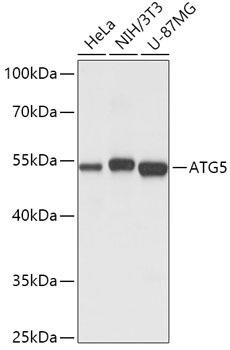 ATG5 Rabbit Polyclonal Antibody (CAB0203)