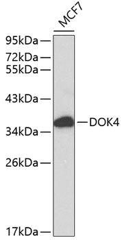 DOK4 Rabbit Polyclonal Antibody (CAB0226)