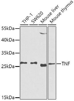 TNF-α Rabbit Polyclonal Antibody (CAB0277)