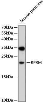 RPRM Rabbit Polyclonal Antibody (CAB10013)