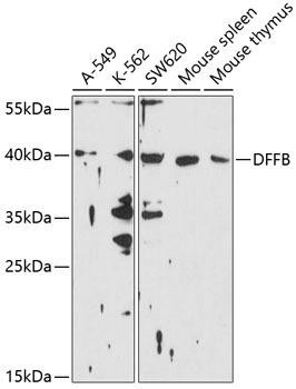 DFFB Rabbit Polyclonal Antibody (CAB10110)