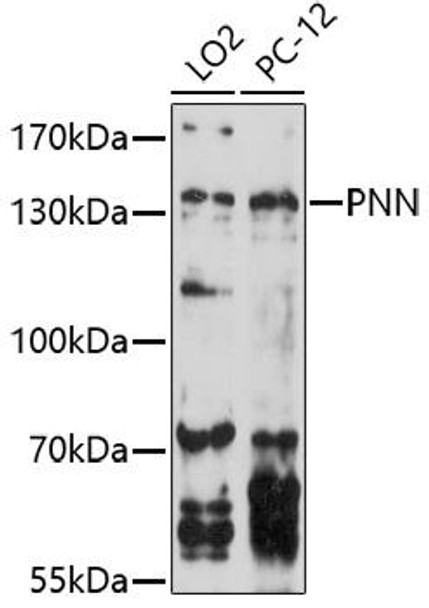 Anti-PNN Antibody (CAB16955)