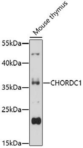 Anti-CHORDC1 Antibody (CAB17135)