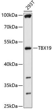 TBX19 Rabbit Polyclonal Antibody (CAB10481)