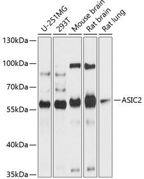 ASIC2 Rabbit Polyclonal Antibody (CAB10496)