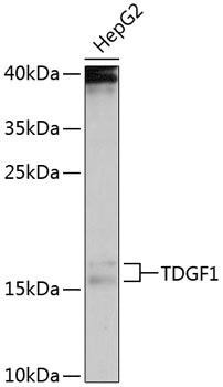 TDGF1 Rabbit Polyclonal Antibody (CAB1065)