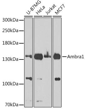Ambra1 Rabbit Polyclonal Antibody (CAB1083)