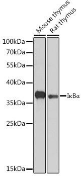 [KO Validated] IκBα Rabbit Polyclonal Antibody (CAB11168)