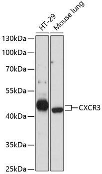 CXCR3 Rabbit Polyclonal Antibody (CAB11601)
