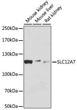 SLC12A7 Rabbit Polyclonal Antibody (CAB12299)