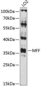 MFF Rabbit Polyclonal Antibody (CAB12392)