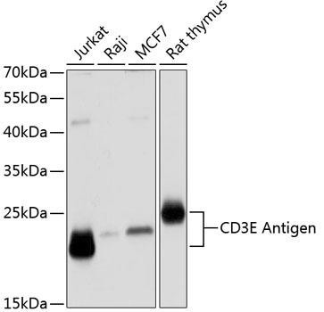 CD3E Antigen Rabbit Polyclonal Antibody (CAB12415)