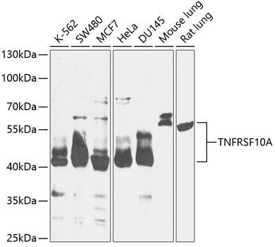 TNFRSF10A Rabbit Polyclonal Antibody (CAB12540)