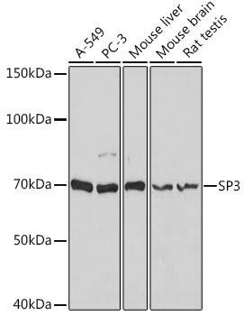 SP3 Rabbit Polyclonal Antibody (CAB12790)