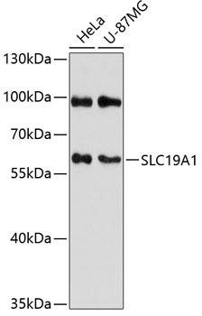 SLC19A1 Rabbit Polyclonal Antibody (CAB12819)